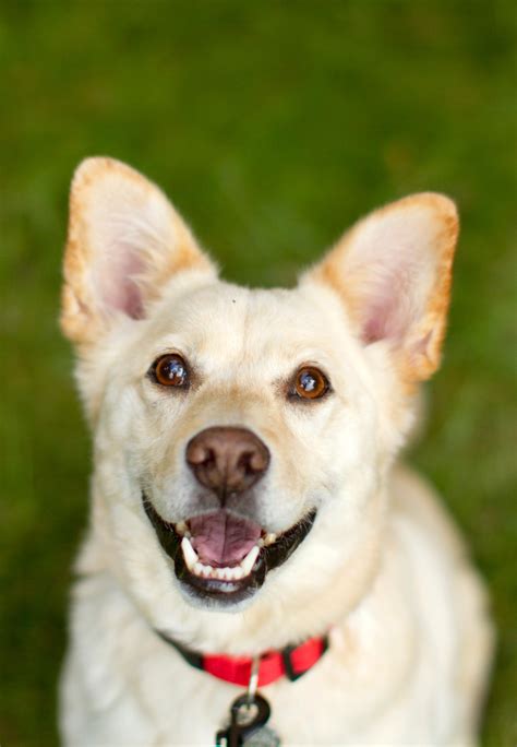 Corgidor Mixed Dog Breed Pictures, Characteristics, & Facts