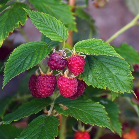 Golden Raspberry Bushes For Sale