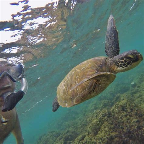 KAUAI SNORKELING TOURS - Kauai Vacation Activities