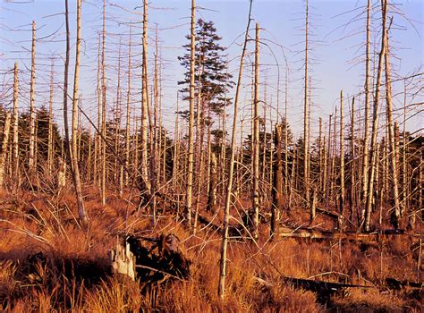 Trees Killed By Acid Rain Photograph by Simon Fraser/science Photo Library - Fine Art America