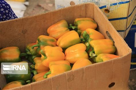 IRNA English - Bell pepper harvest from Minab greenhouses in Iran