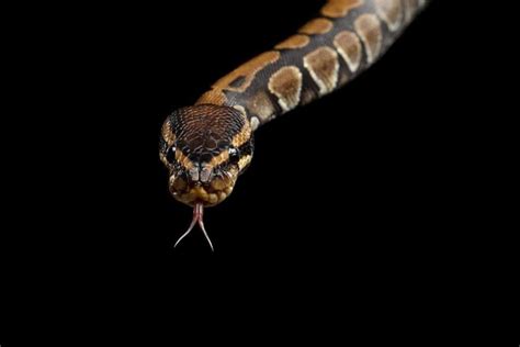 The Florida Corn Snake: 11 Interesting Facts - Embora Pets