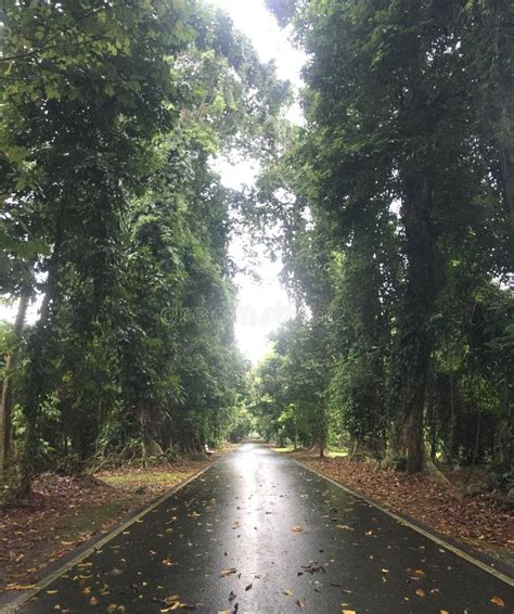 Trees at kebun raya bogor stock photo. Image of place - 261797696