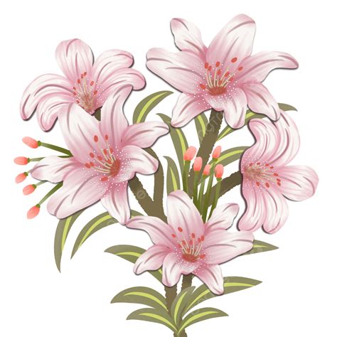 Pink Lily Flowers, Lily, Flower, Lily Flowers PNG Transparent Clipart Image and PSD File for ...