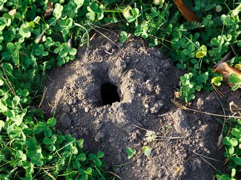 How To Identify Mole Damage In Your Lawn And Garden | Critter Control Of Lake County