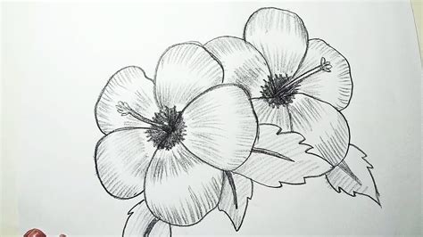 Drawings Of Flowers In Pencil