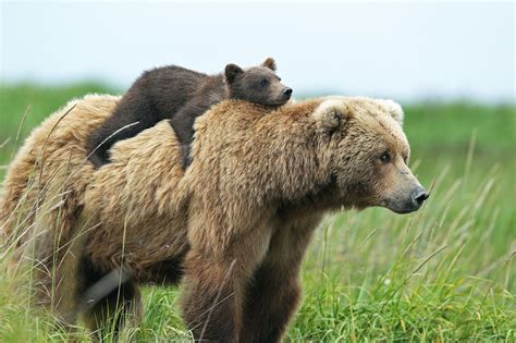 bears, Brown, Bear, Cubs, Two, Animals Wallpapers HD / Desktop and Mobile Backgrounds