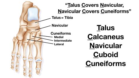 Tarsal Bone Diagram