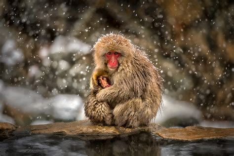 Animal Baby Animal Cute Hug Japanese Macaque Love Macaque Primate Snowfall Wallpaper ...