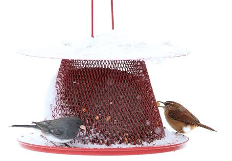 Top 6 Best Cardinal Bird Feeders to Attract Cardinals to Your Yard ...