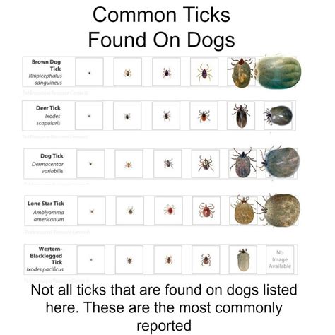 So You Found A Tick On Your Dog, Here's What You Should Do Next | Ticks ...