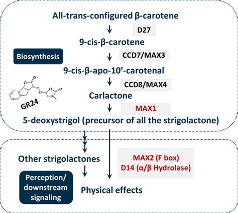 Genes involved in strigolactone biosynthesis (top) and signaling... | Download Scientific Diagram