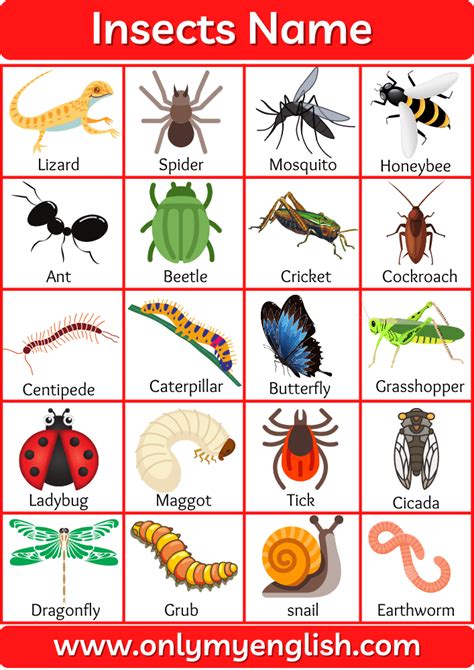 100+ List of all Insects Name in English with Pictures » OnlyMyEnglish