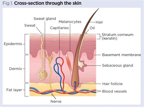 Skin 1: the structure and functions of the skin | Nursing Times