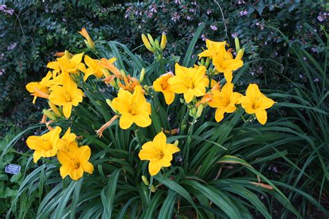 daylilies | URI Botanical Gardens Blog