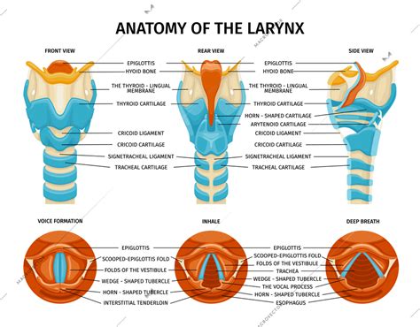 Anatomy Of Larynx, 54% OFF | www.gbu-presnenskij.ru