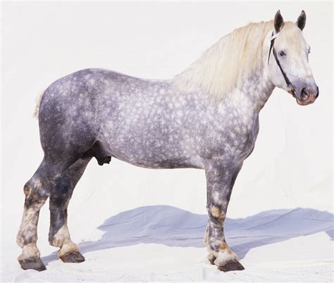 Percheron Horse Breed Profile