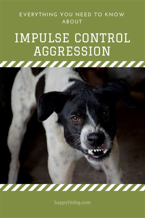 What is impulse control aggression? | Impulse control, Aggressive dog, Dog anxiety