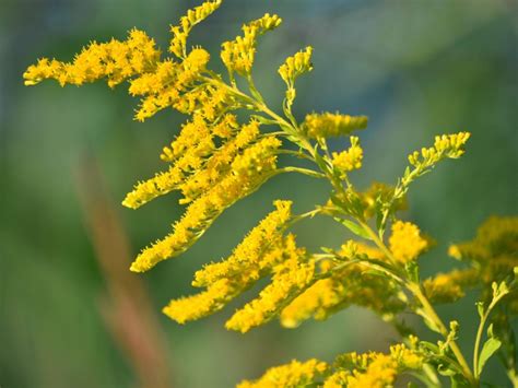 Planting Goldenrod In The Garden - What Is The Plant Goldenrod Good For?