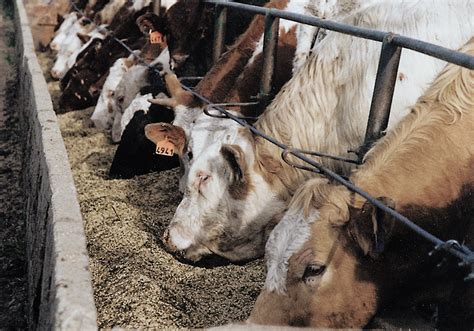 Healthy cow diets improve calf success | The Western Producer