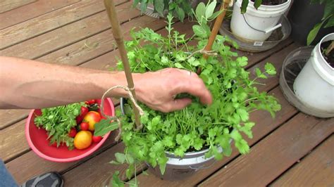 Harvesting & Growing Cilantro in 5 Gallon Containers: My 1st Vegetable Garden - MFG 2013 - YouTube