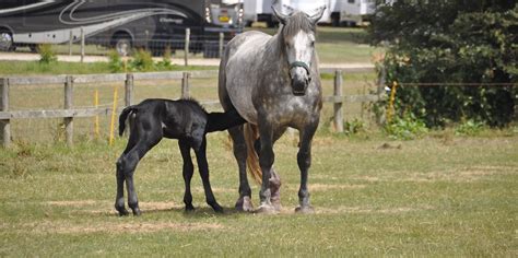 Percheron foal born at Museum | Weald and Downland