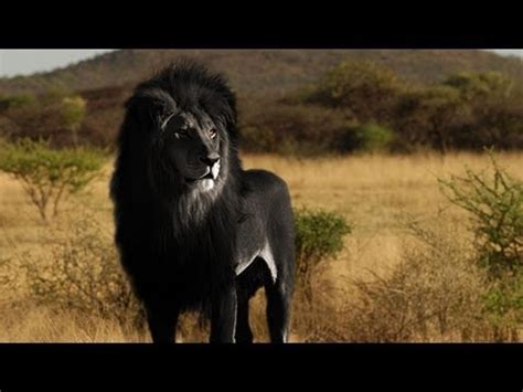 IS THE BLACK LION REAL? | Doovi