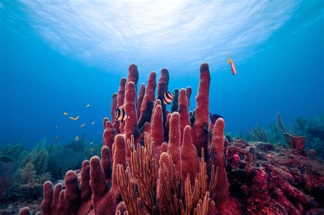 Scientists discover slimy microbes that may help keep coral reefs healthy | MIT News ...