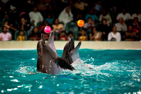 Say hello to Dolphins at Dubai's Dolphin Bay