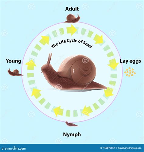 Snail`s Life Cycle Invertebrates Eat Plants and Fruit Stock Vector - Illustration of calmness ...