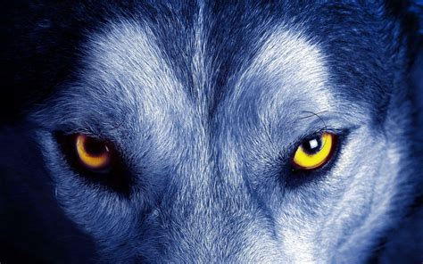 Blue Wolf Eyes Wallpapers - Top Free Blue Wolf Eyes Backgrounds - WallpaperAccess