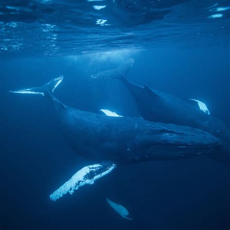 Humpback Whale Breeding