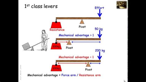 Class 1 Lever Examples In Human Body