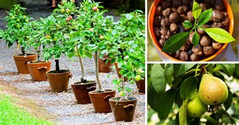 8 Fruit Trees You Can Grow From the Seeds and Pits of Your Own Fruit ...