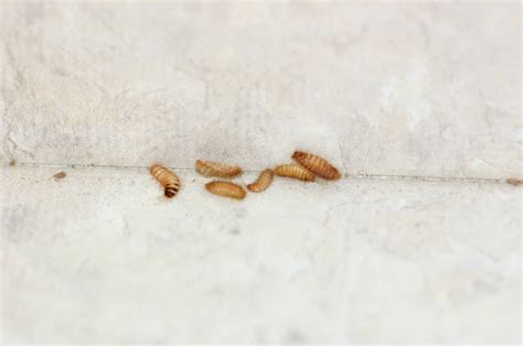 Can Carpet Beetle Larvae Climb Walls - Carpet Vidalondon