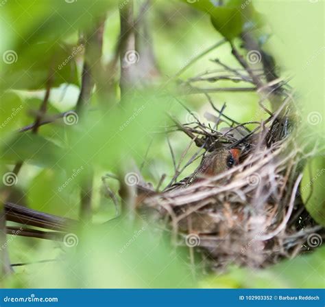 Mother Cardinal Bird in Nest Stock Photo - Image of nest, soft: 102903352