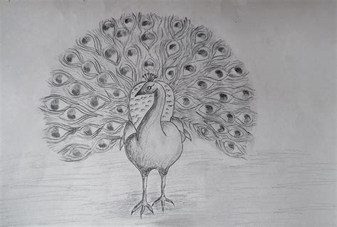 Share more than 135 beautiful peacock drawing with colour super hot - seven.edu.vn