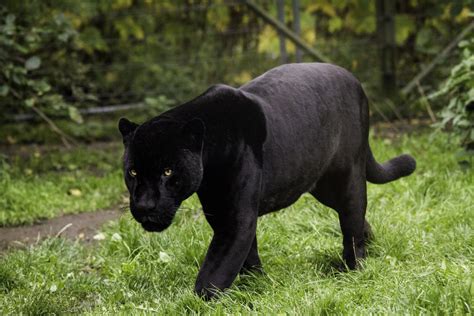 Black Panther Facts For Kids - Black Panther Information For Kids