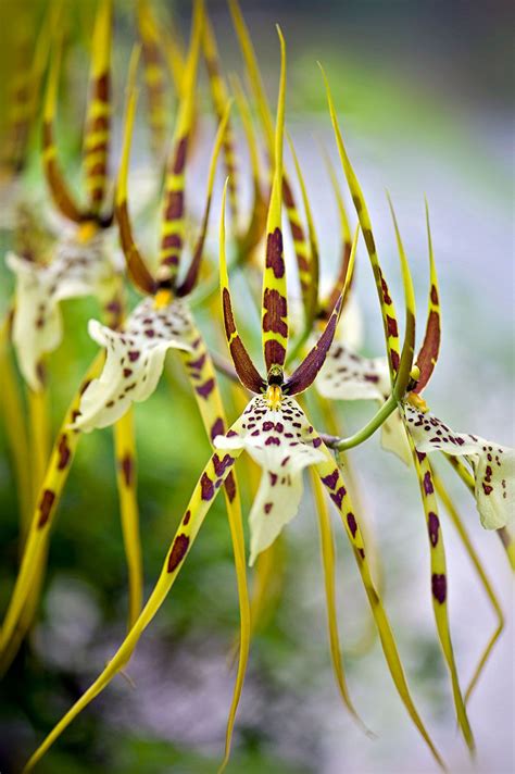 Spider orchid | Description, Genera, & Facts | Britannica