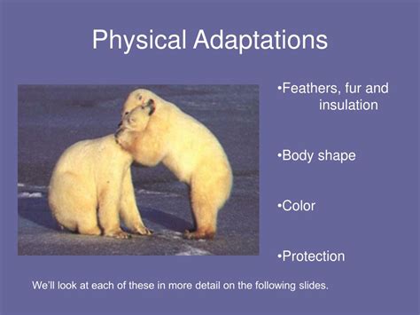 PPT - Polar Bear Adaptations PowerPoint Presentation - ID:144962