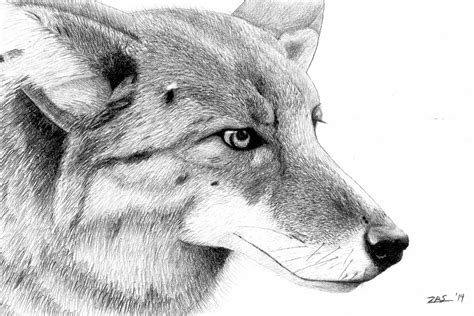 Coyote Face Drawing