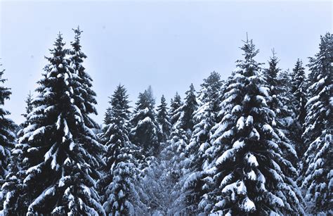 Free photo: Snow Covered Pine Trees Under Cloudy Sky - Branches, Outdoors, Winter landscape ...