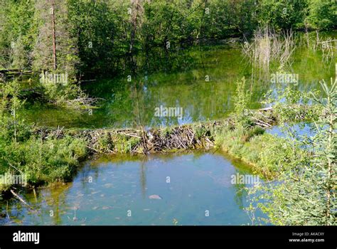 Beaver Dam Construction Near Hinton Alberta Canada Canadian Rockies Canadian Rocky Mountains ...