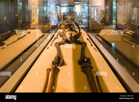 Skeleton of Turkana boy KNM-WT 15000 on display in glass case, Nairobi National Museum, Nairobi ...