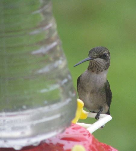 Hummingbird about to take a drink | shot taken in Northeaste… | Flickr