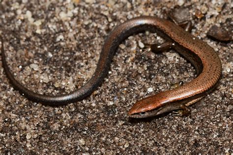 Ground Skink | South Carolina Partners in Amphibian and Reptile Conservation