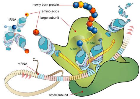 Ribosomes - Definition, Functions, Structure and Examples