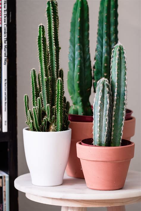 cacti cactus cactuses three potted cacti houseplants | Cactus plants, Indoor cactus plants ...