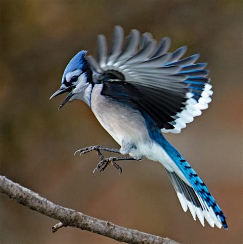 Blue Jay in Flight - FeederWatch