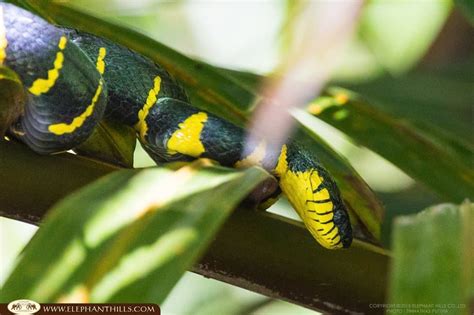 MANGROVE SNAKE - KHAO SOK National Park, Thailand